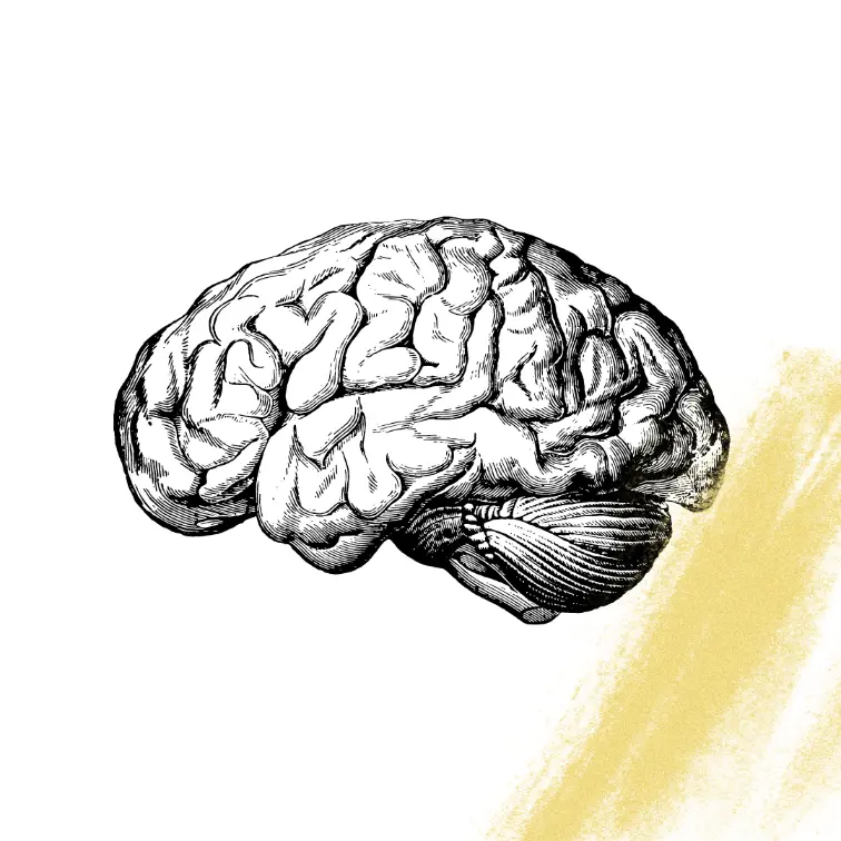 an detailed sketch of a brain with a gold brushstroke